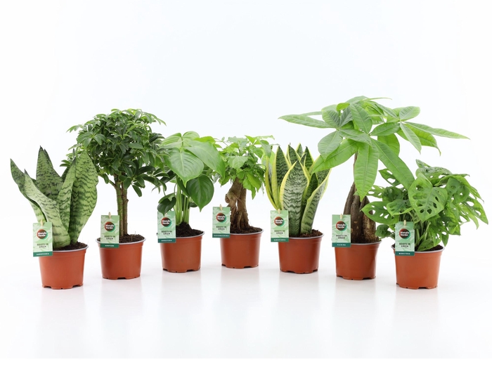 <h4>Ov Kamerplanten Gemengd Easy To Care</h4>