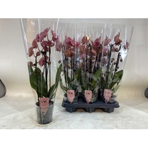 PHAL OV ORANJE