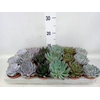 Echeveria   ...mix