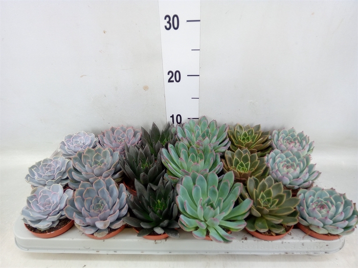 <h4>Echeveria   ...mix</h4>