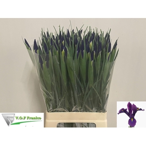IRIS HONG KONG