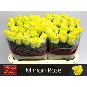 R Gr Minion Rose Minaye