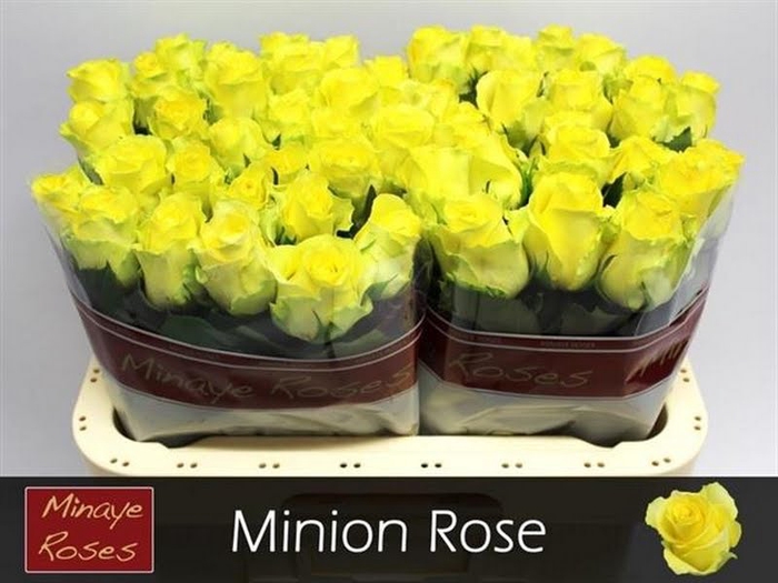 <h4>R Gr Minion Rose Minaye</h4>