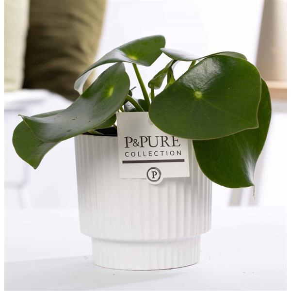 <h4>Peperomia Raindrop in P&PURE Ivy ceramics shiny white</h4>
