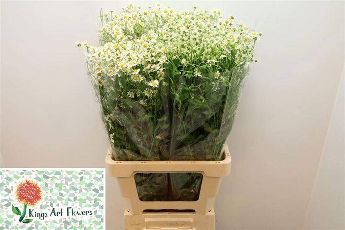 <h4>TANA PA CAMERON</h4>