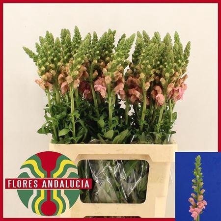 <h4>Antir Poto Pink</h4>