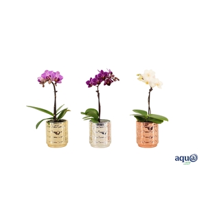 Mason Mix Tiny Dolls Mix 1T7+ Aqu@