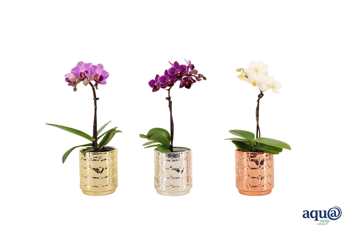 <h4>Mason Mix Tiny Dolls Mix 1T7+ Aqu@</h4>