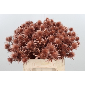 Eryn Magnetar Kl Bh Koper