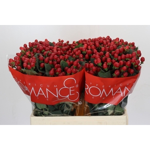 Hypericum True Romance XXL