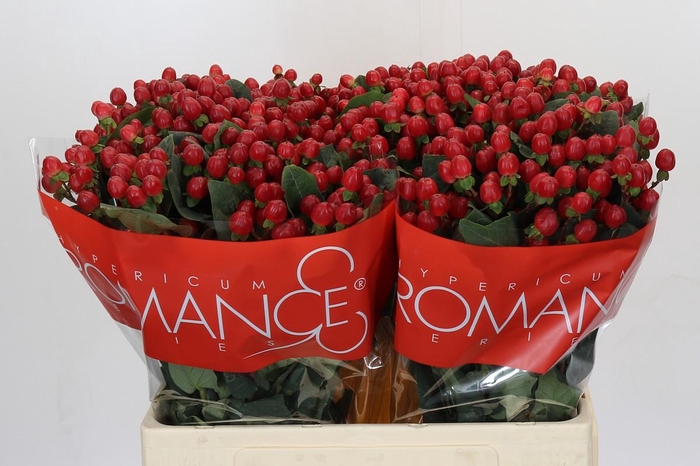 <h4>Hypericum True Romance XXL</h4>