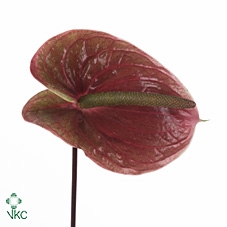 ACACIA BAILEYA BL BS