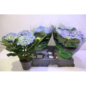 arr8 Hydr M Early Blue