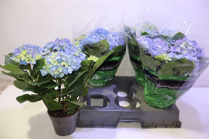 <h4>arr8 Hydr M Early Blue</h4>