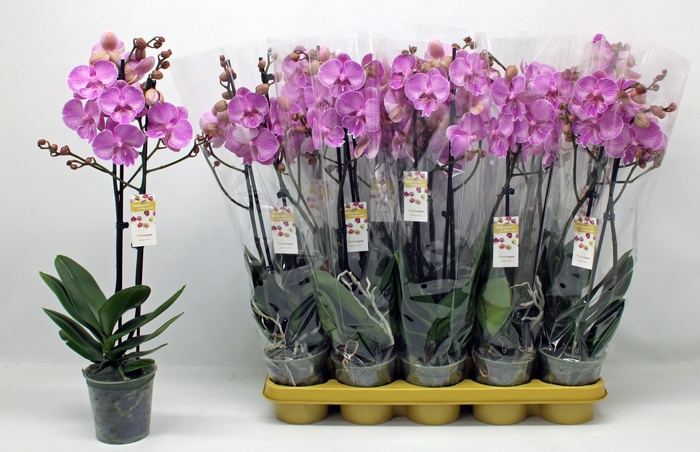 <h4>PHAL OV ROZE</h4>