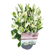 Euonymus jap. 'Pierrolino' sense