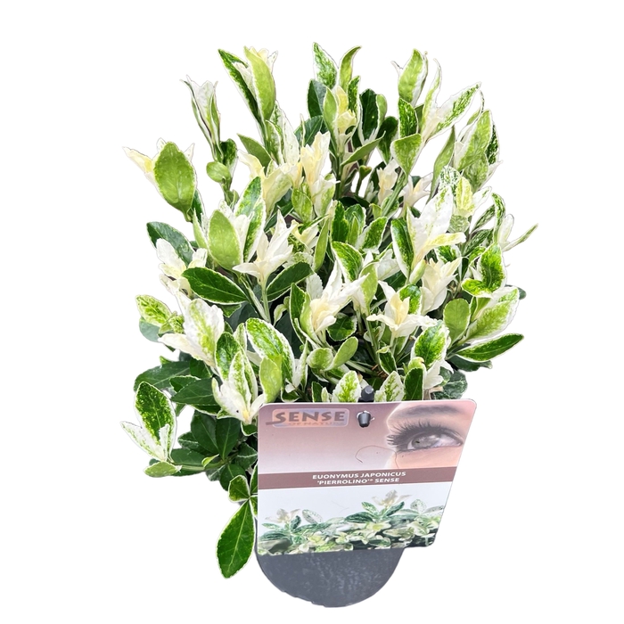 Euonymus jap. 'Pierrolino' sense