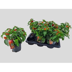 LANT C HAVANA RED