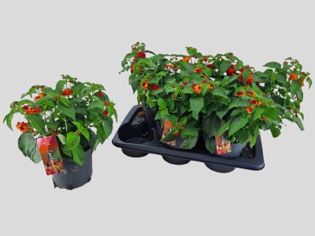 <h4>LANT C HAVANA RED</h4>