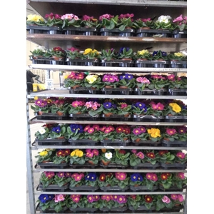 Primula ac.   ...mix