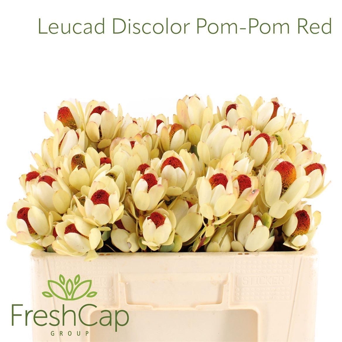 <h4>LEUCADENDRON  'POM-POM'</h4>