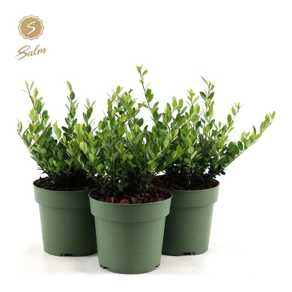 <h4>Ilex crenata 'Jenny'® P17</h4>