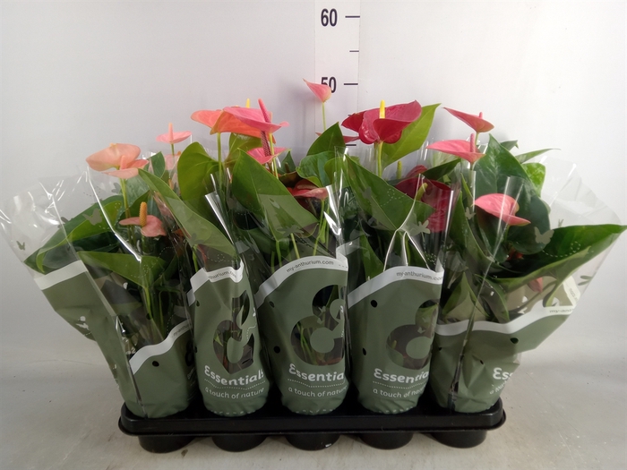 <h4>Anthurium   ...mix 4</h4>