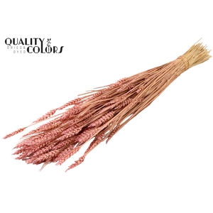 Triticum (sunbleached) per bunch Frosted Light Pink