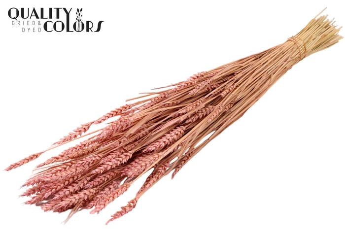 <h4>Triticum (sunbleached) per bunch Frosted Light Pink</h4>