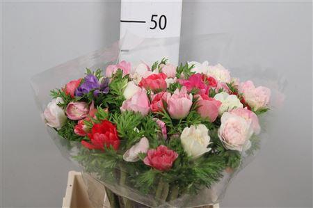 <h4>Anem Co Carill Gem</h4>