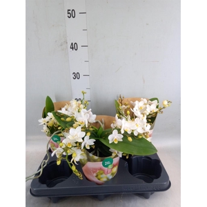 Phalaenopsis   ...white