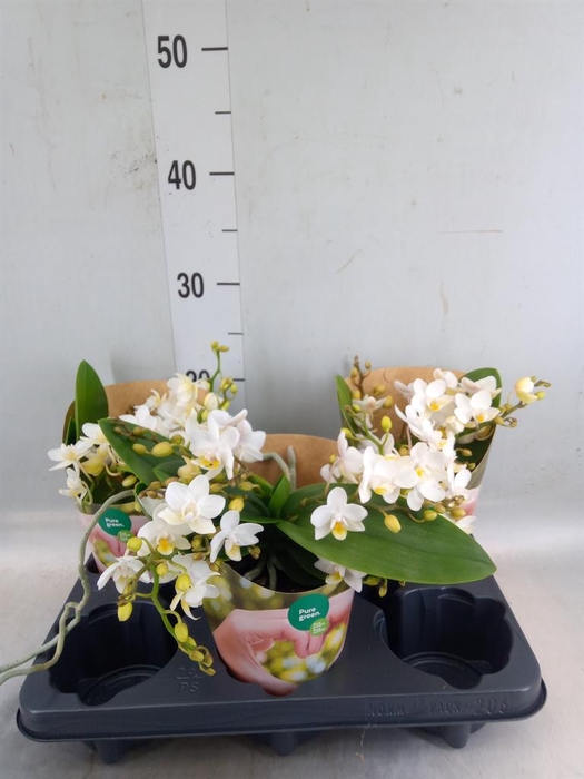 <h4>Phalaenopsis   ...white</h4>