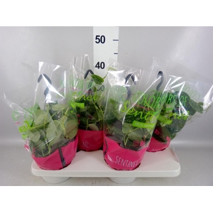 Scindapsus pictus 'Argyraeus'
