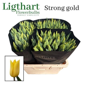 TU EN STRONG GOLD