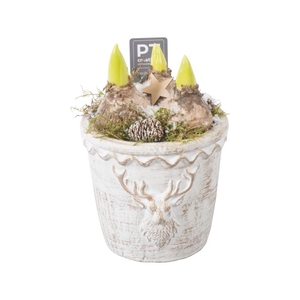 PTHCH2167 Arrangement Hyancint Christmas in beton pot