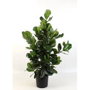 Clusia rosea