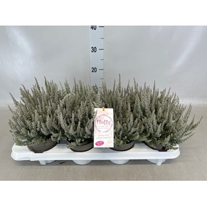 Calluna vulg. 'Garden G Fluffy'