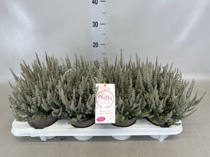 <h4>Calluna vulg. 'Garden G Fluffy'</h4>