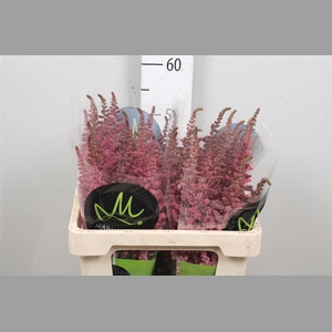 Astil C Vision Pink