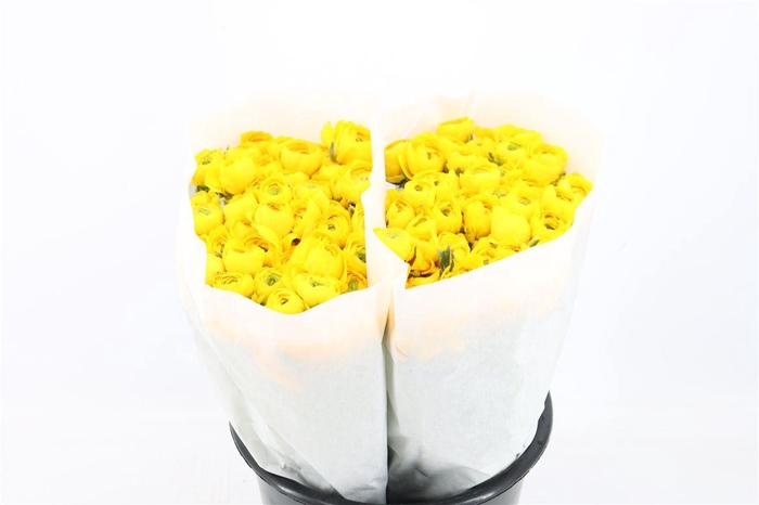 <h4>Ran Elegance Yellow</h4>