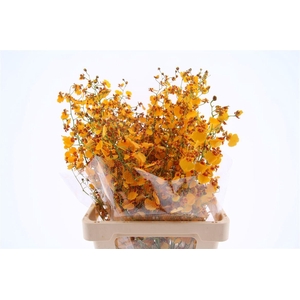 Oncidium Orange M (fs)