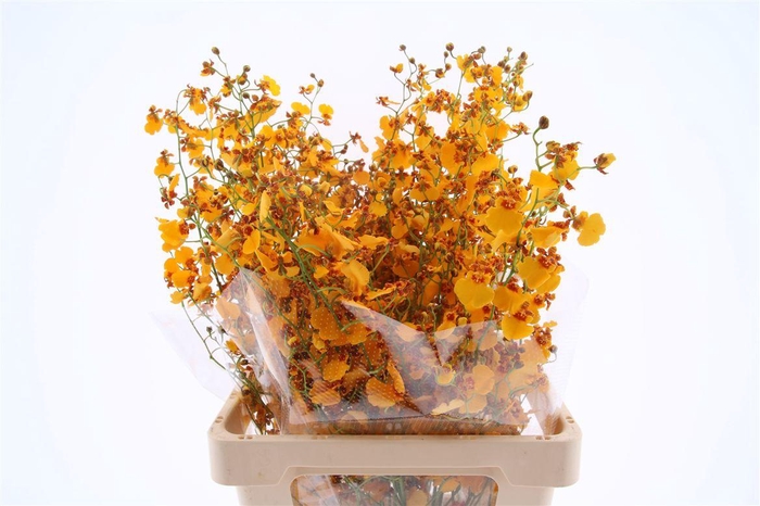 <h4>Oncidium Orange M (fs)</h4>