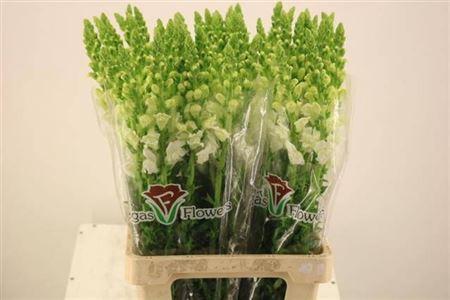 <h4>Antir Potomac White</h4>