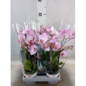 Phalaenopsis multi. 'Ant Antwerp'
