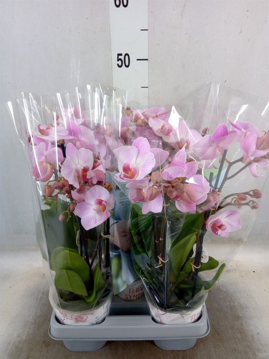 <h4>Phalaenopsis multi. 'Ant Antwerp'</h4>