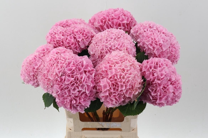 <h4>Hydr M Mag Pi Floyd</h4>