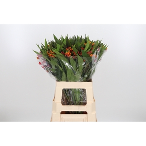 Asclepias Serenade