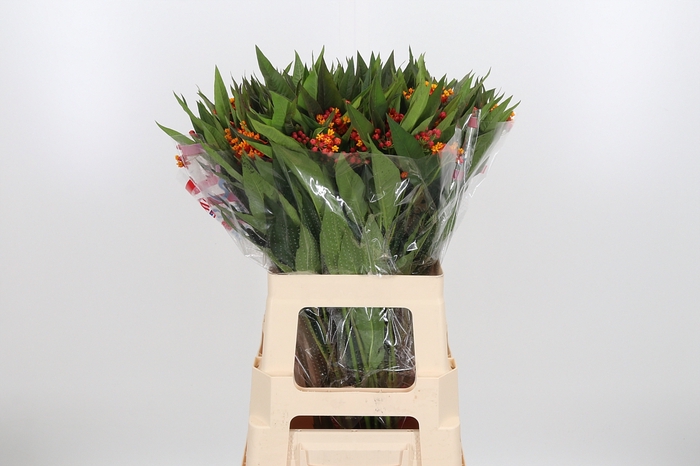 <h4>Asclepias Serenade</h4>