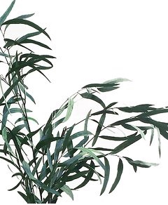 <h4>Eucalyptus Nicoly Green</h4>