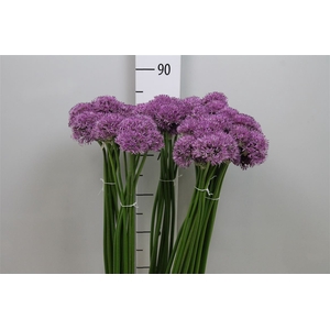 Allium Gladiator